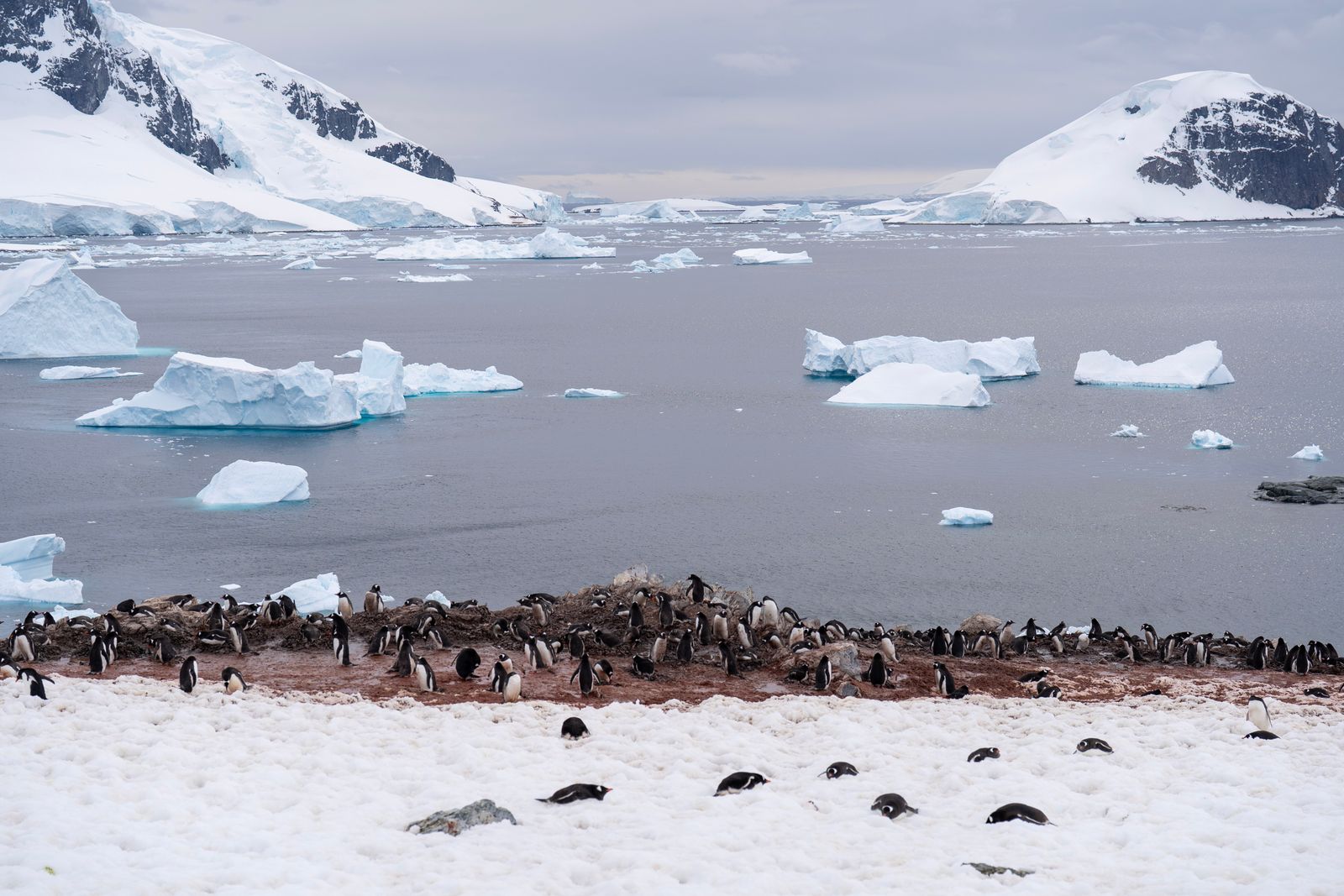 A gentoo penguin colony along the Antarctic Peninsula coastline with icebergs offshore